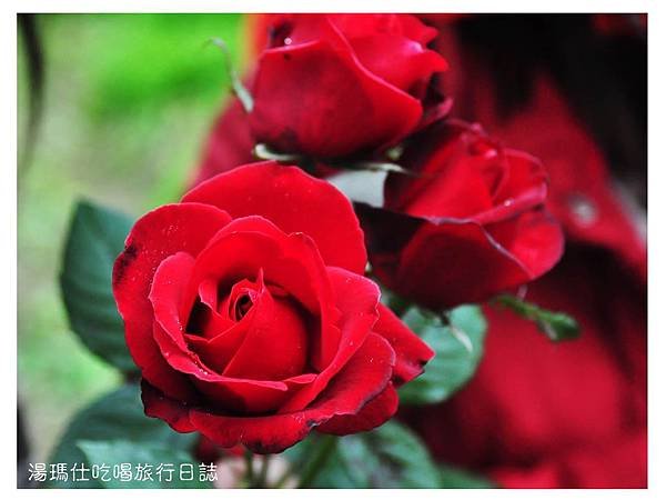 湯瑪仕_2015花季_07