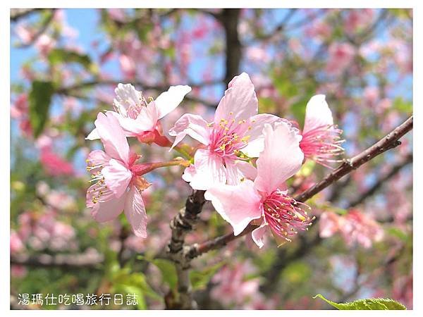 湯瑪仕_2015花季_14