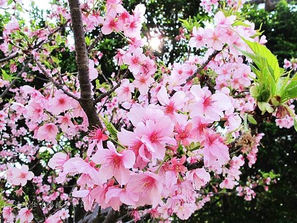 新竹市立動物園,新竹賞櫻,麗池文化祭,春節親子景點_13