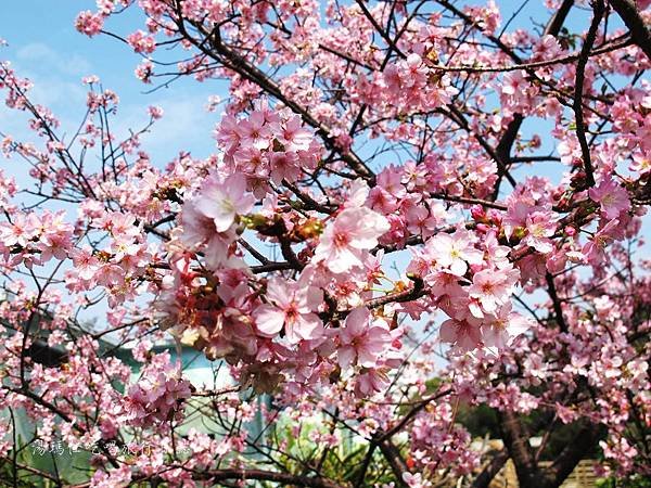 新竹市立動物園,新竹賞櫻,麗池文化祭,春節親子景點_11