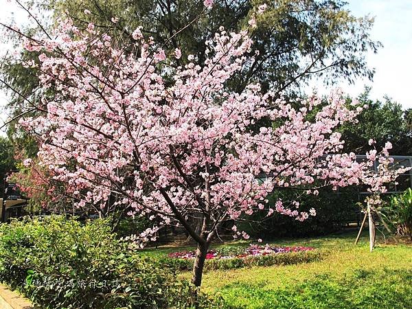 新竹市立動物園,新竹賞櫻,麗池文化祭,春節親子景點_10