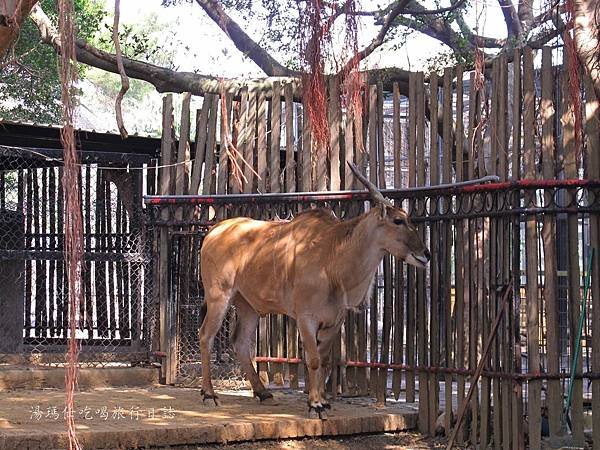 新竹市立動物園,新竹賞櫻,麗池文化祭,春節親子景點_07