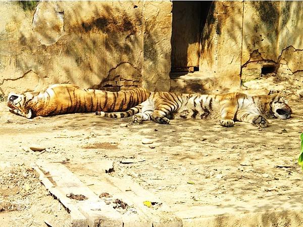 新竹市立動物園,新竹賞櫻,麗池文化祭,春節親子景點_22