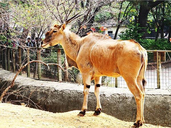 新竹市立動物園,新竹賞櫻,麗池文化祭,春節親子景點_20