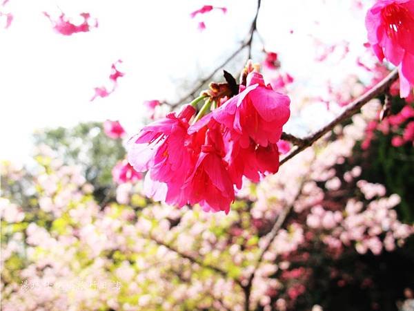 新竹市立動物園,新竹賞櫻,麗池文化祭,春節親子景點_15