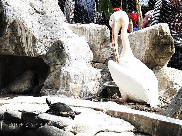 新竹市立動物園,新竹賞櫻,麗池文化祭,春節親子景點_19