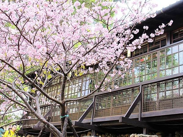 新竹市立動物園,新竹賞櫻,麗池文化祭,春節親子景點_25