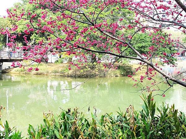 新竹市立動物園,新竹賞櫻,麗池文化祭,春節親子景點_24