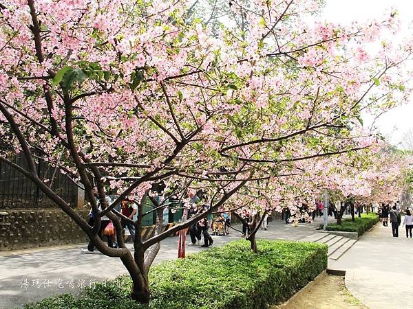 新竹市立動物園,新竹賞櫻,麗池文化祭,春節親子景點_26