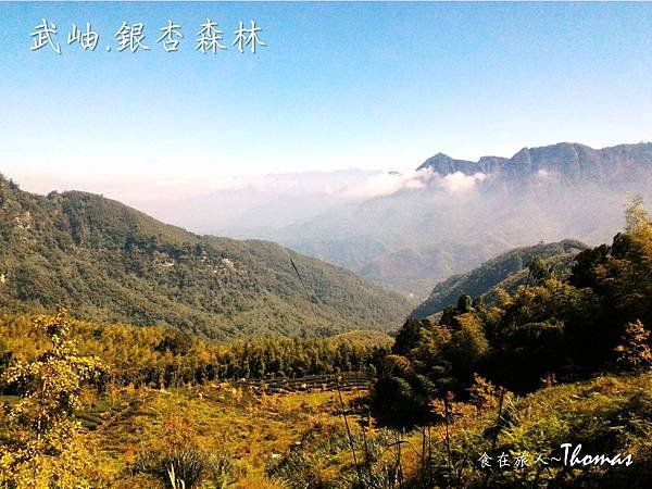 南投鹿谷景點,大崙山銀杏林,武岫農圃,銀杏森林,大石公步道,南投銀杏林_01