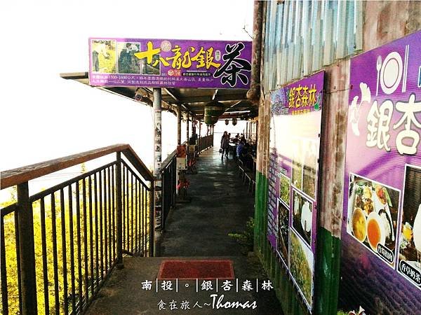 南投鹿谷景點,大崙山銀杏林,武岫農圃,銀杏森林,大石公步道,南投銀杏林_02