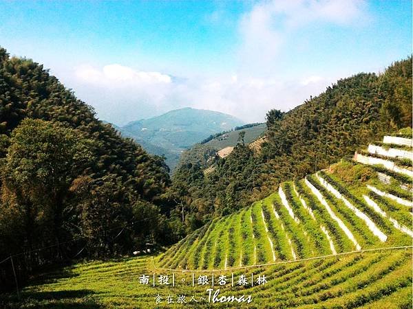 南投鹿谷景點,大崙山銀杏林,武岫農圃,銀杏森林,大石公步道,南投銀杏林_07