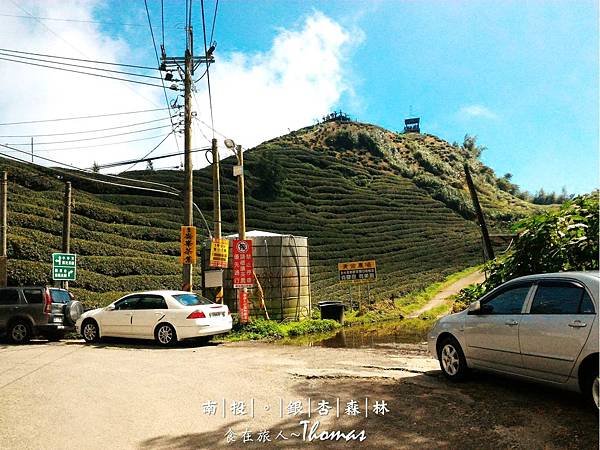 南投鹿谷景點,大崙山銀杏林,武岫農圃,銀杏森林,大石公步道,南投銀杏林_11