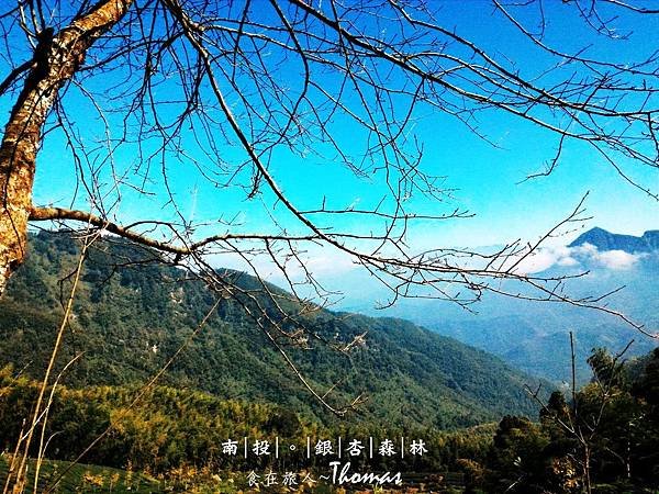 南投鹿谷景點,大崙山銀杏林,武岫農圃,銀杏森林,大石公步道,南投銀杏林_08