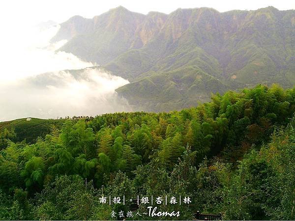 南投鹿谷景點,大崙山銀杏林,武岫農圃,銀杏森林,大石公步道,南投銀杏林_15