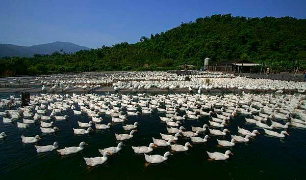 2010-5-1-宜蘭養鴨人家紀實-24-2(低檔)