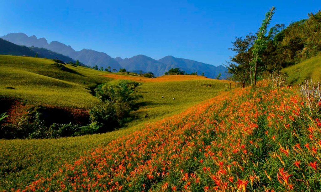 2011-8-花蓮六十石山金針花風景-50