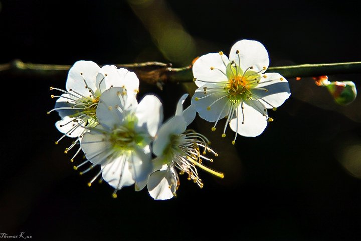 2012 烏松崙_006.JPG