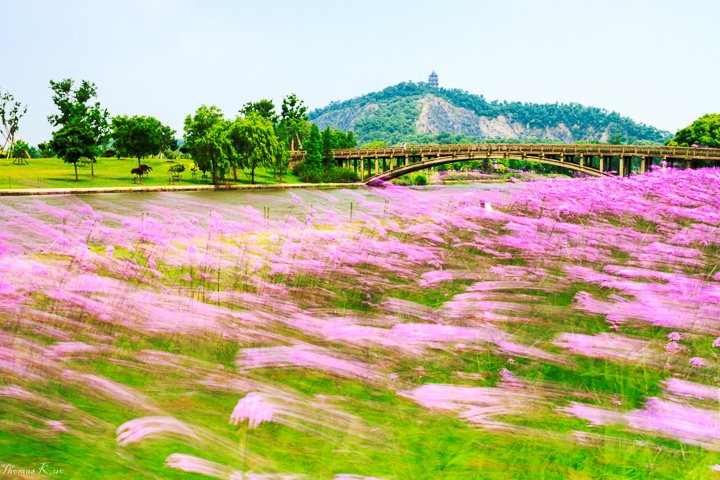 2013-5 辰山_006.JPG