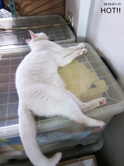 20100711-2.jpg