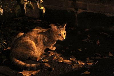 20091024_15.jpg