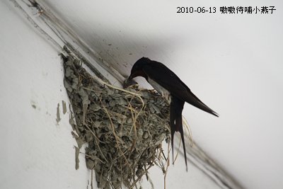 20100613-7.jpg
