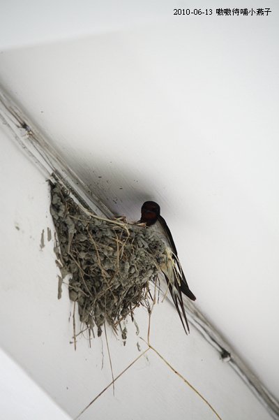 20100613-9.jpg