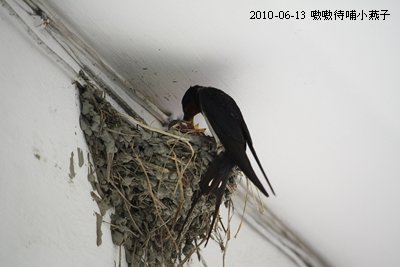 20100613-6.jpg