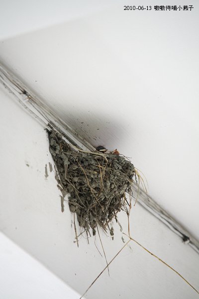 20100613-4.jpg