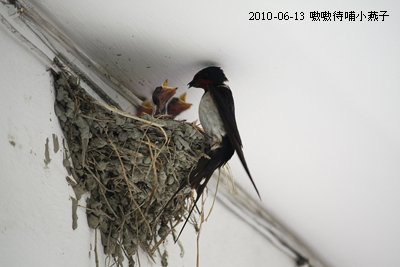 20100613-5.jpg