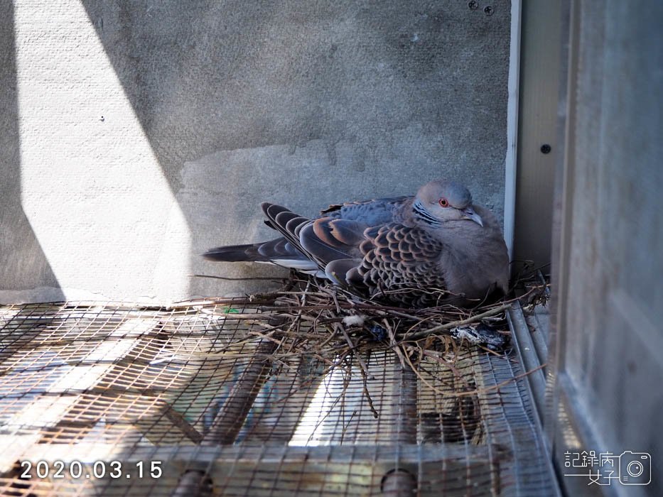 斑鳩幼鳥的成長全紀錄 (8).JPG