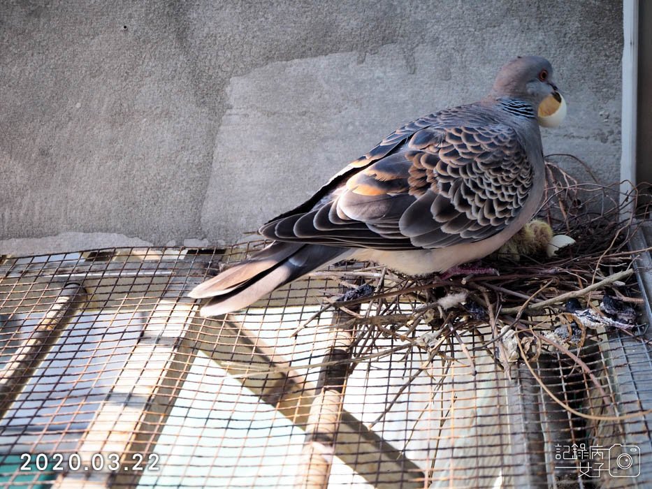 斑鳩幼鳥的成長全紀錄 (10).JPG