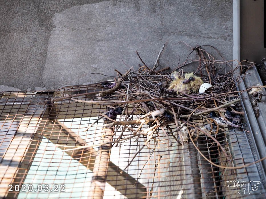 斑鳩幼鳥的成長全紀錄 (12).JPG