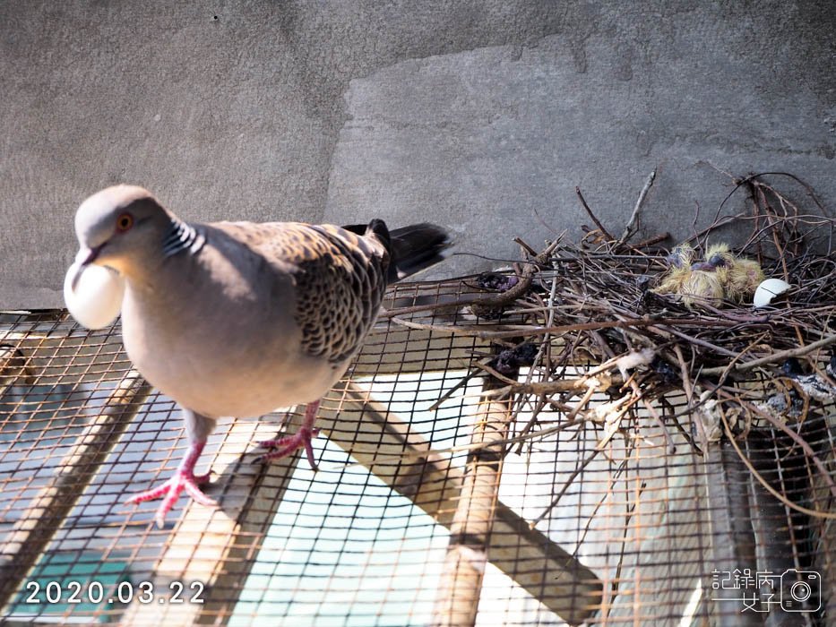 斑鳩幼鳥的成長全紀錄 (11).JPG