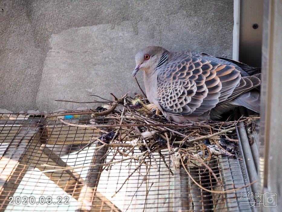 斑鳩幼鳥的成長全紀錄 (14).JPG