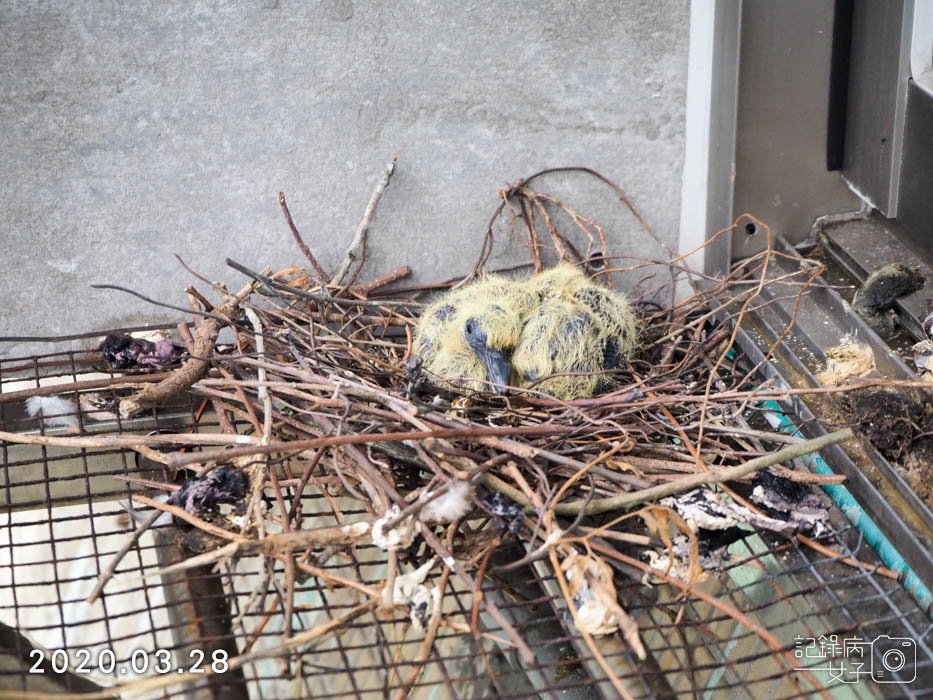 斑鳩幼鳥的成長全紀錄 (16).JPG