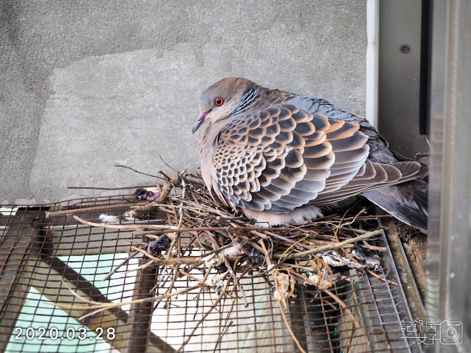 斑鳩幼鳥的成長全紀錄 (17).JPG