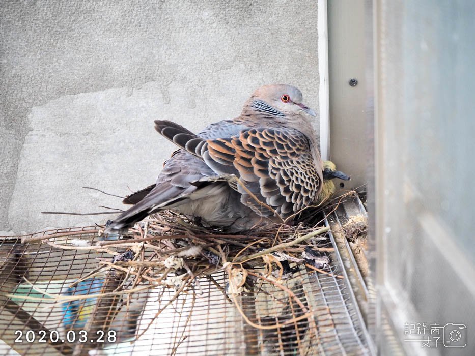 斑鳩幼鳥的成長全紀錄 (18).JPG