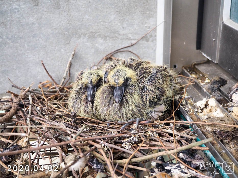 斑鳩幼鳥的成長全紀錄 (22).JPG