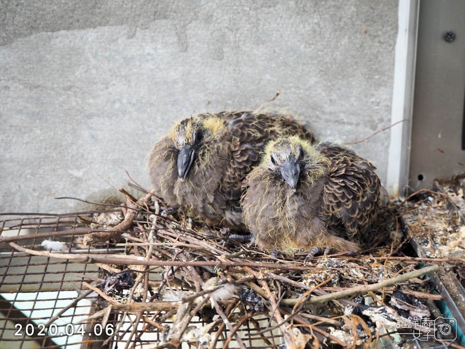 斑鳩幼鳥的成長全紀錄 (25).JPG