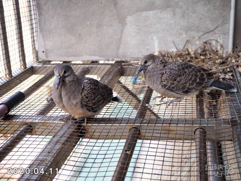 斑鳩幼鳥的成長全紀錄 (26).JPG