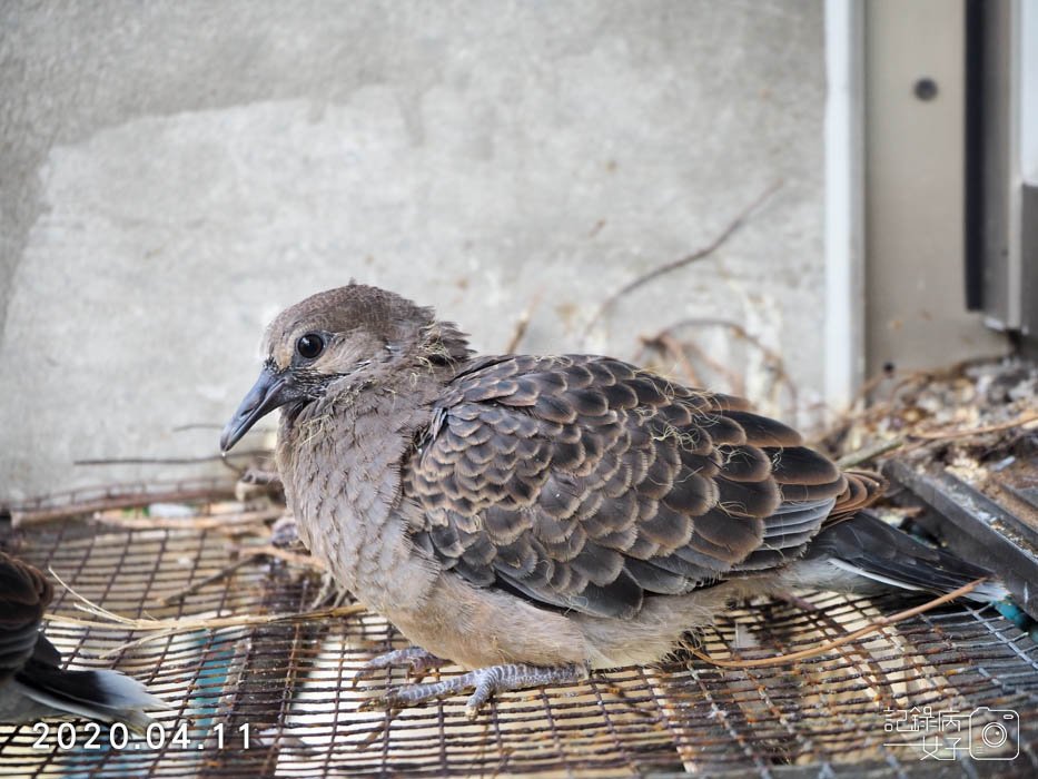 斑鳩幼鳥的成長全紀錄 (28).JPG