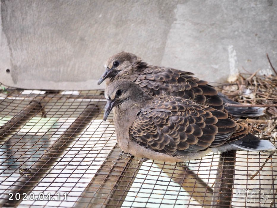 斑鳩幼鳥的成長全紀錄 (29).JPG