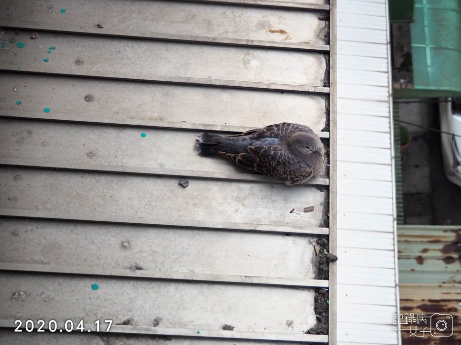 斑鳩幼鳥的成長全紀錄 (35).JPG