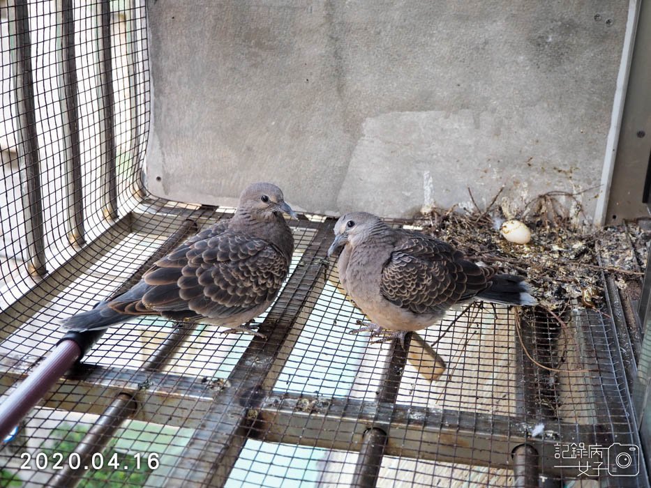 斑鳩幼鳥的成長全紀錄 (32).JPG