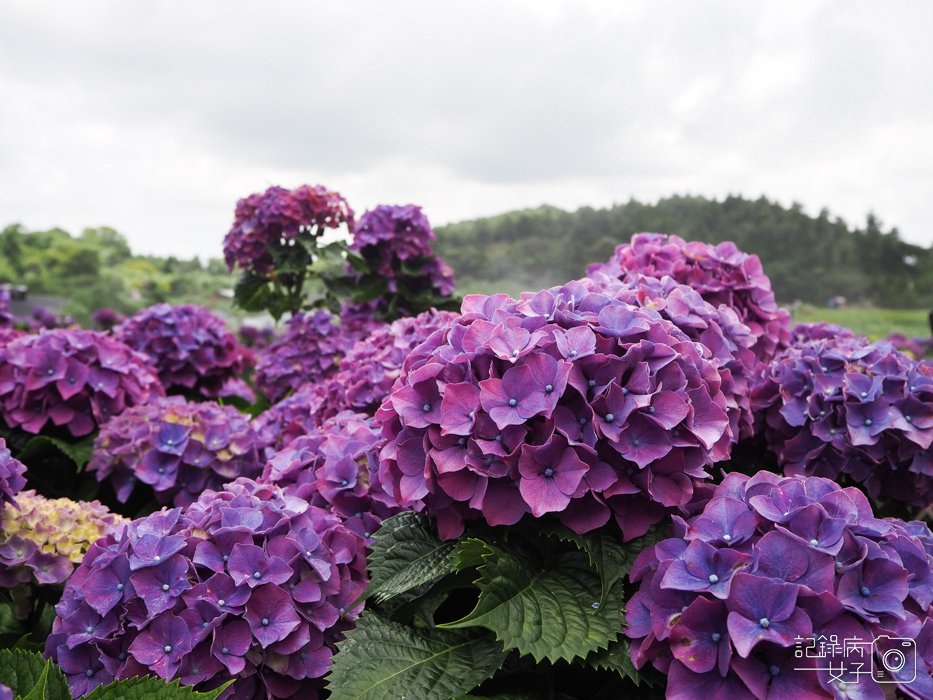 北投陽明山繡球花x大賞園x高家繡球花16.jpg
