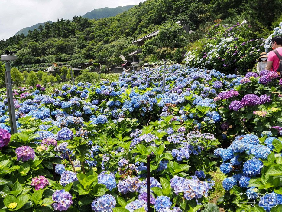 北投陽明山繡球花x大賞園x高家繡球花24.jpg