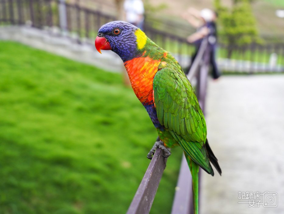 30南投九九峰動物樂園jojozoo鸚鵡互動.jpg