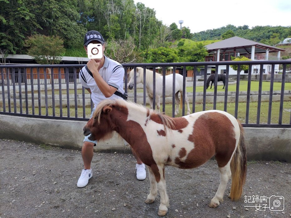 40投九九峰動物樂園jojozoo迷你馬餵食.jpg