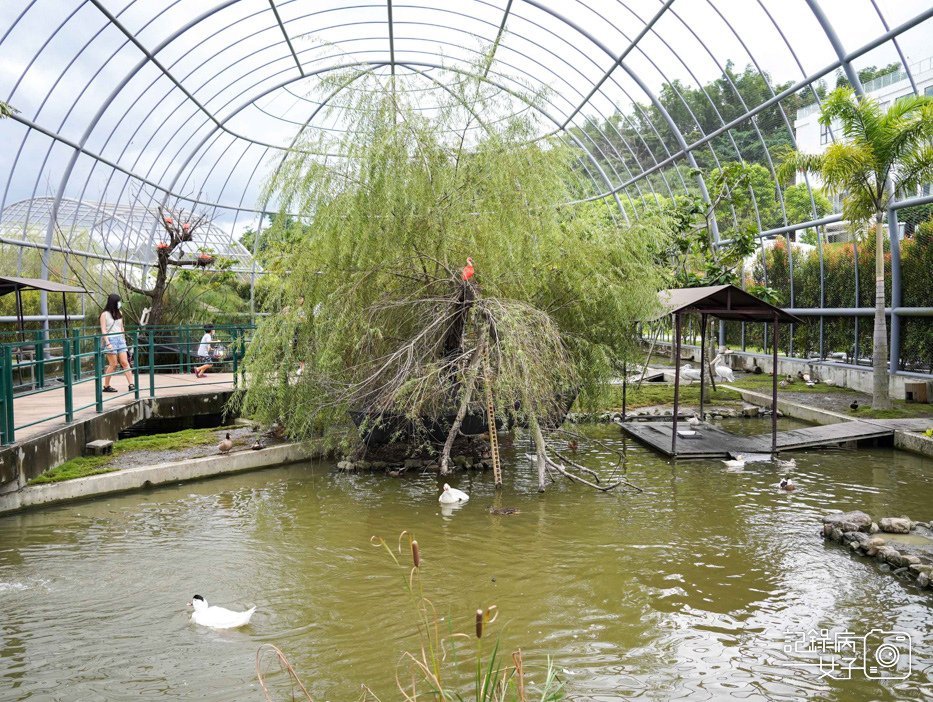 44南投九九峰動物樂園jojozoo九九峰鳥園九九峰鸚鵡可愛動物水豚草泥馬.jpg